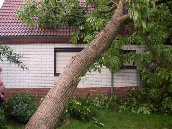 Baum wurde Stck fr Stck abgetragen